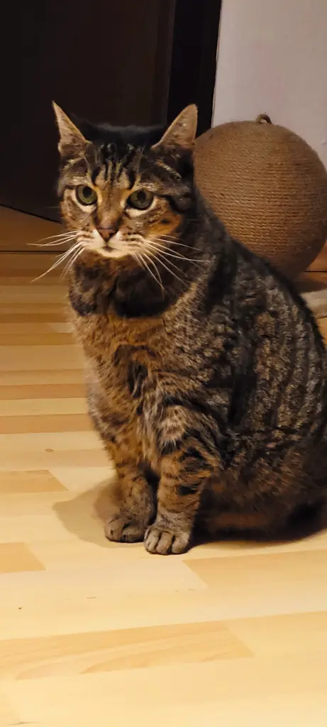 Bild von Ringelsocke