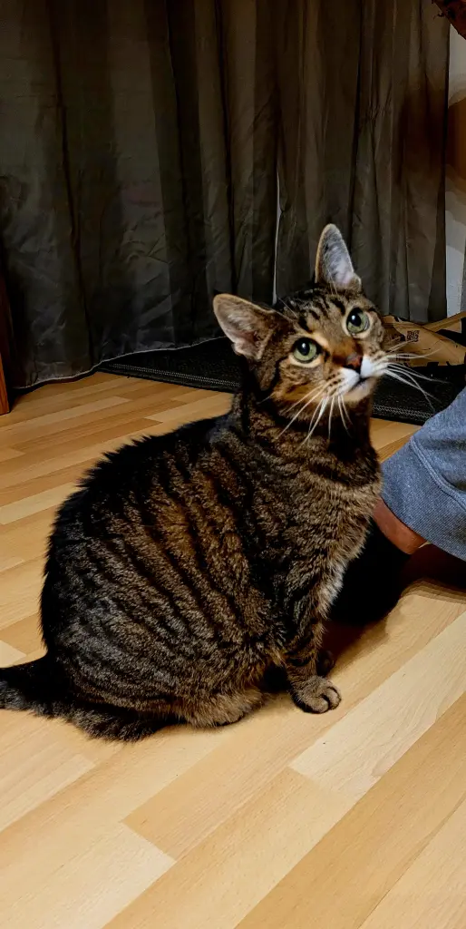 Bild von Ringelsocke