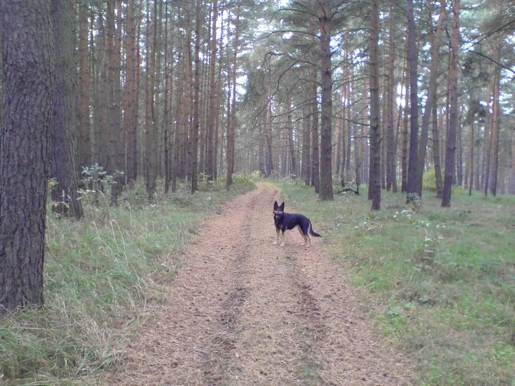 Image from Stella