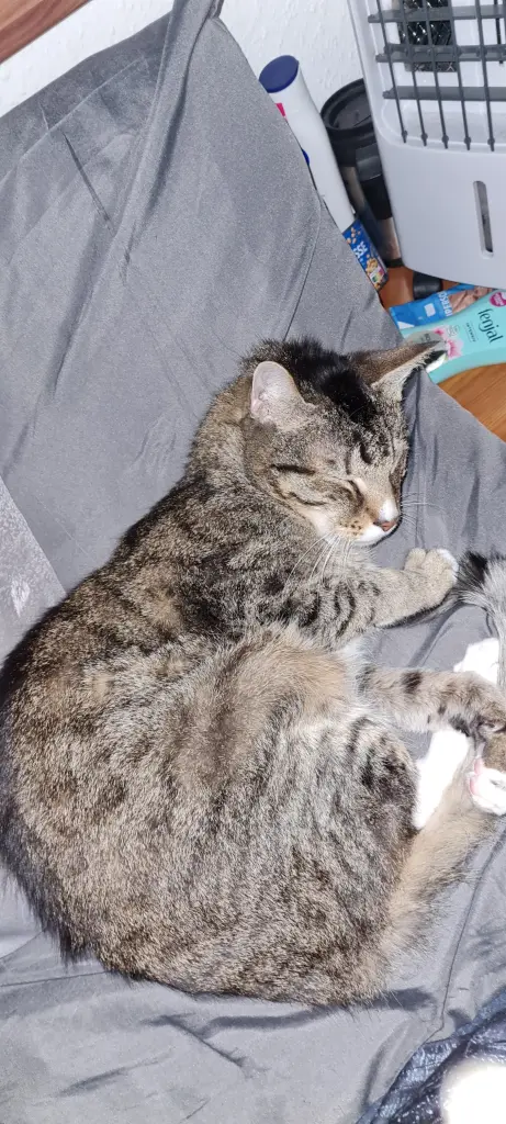 Bei Mama auf dem Kopfkissen war es immer am gemühtlichsten