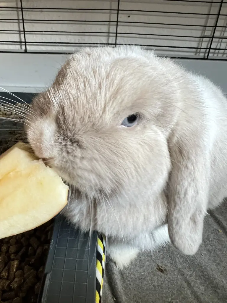 Bei einem Stück Apfel sagte sie auch nicht nein
