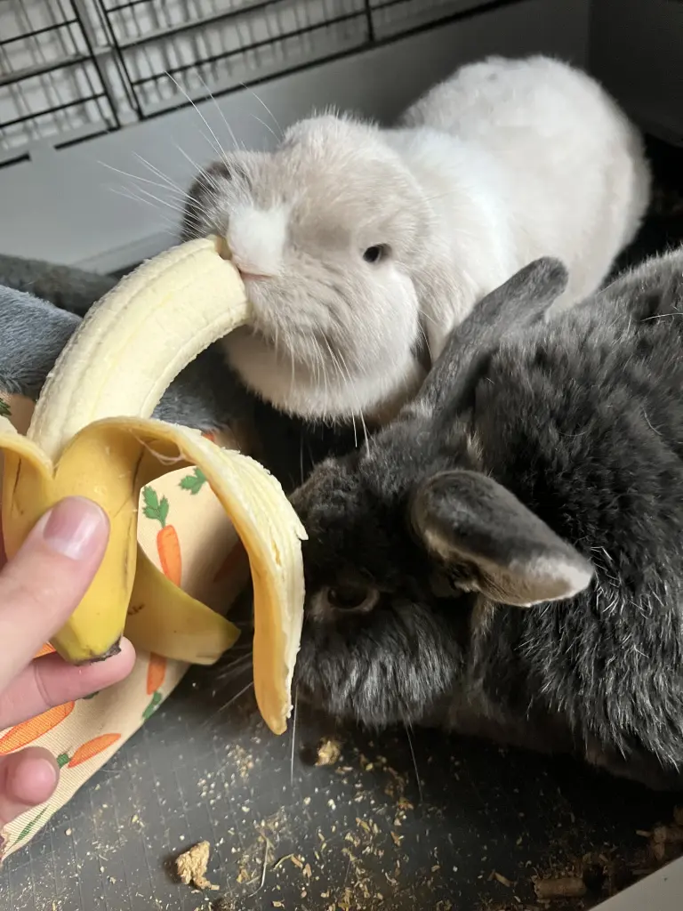 Über Banane hat sie sich immer gefreut