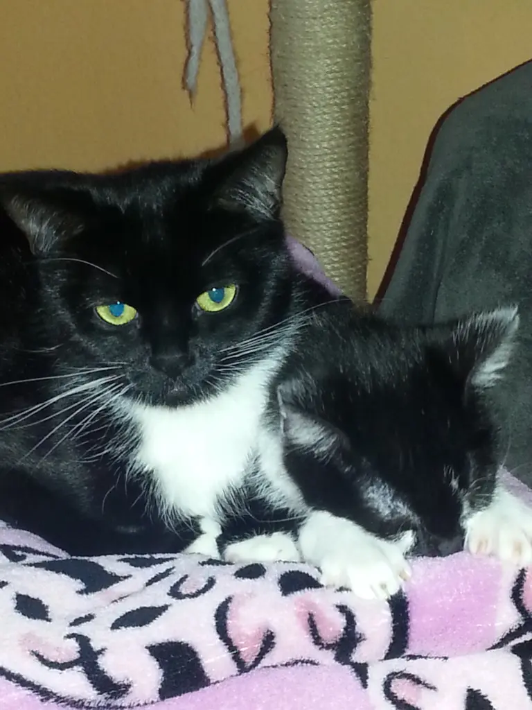 Kuscheln mit Schwester Blacky