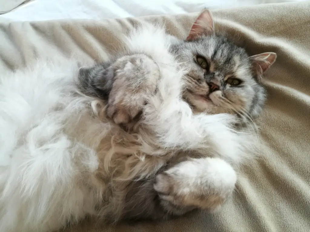 Flauschi