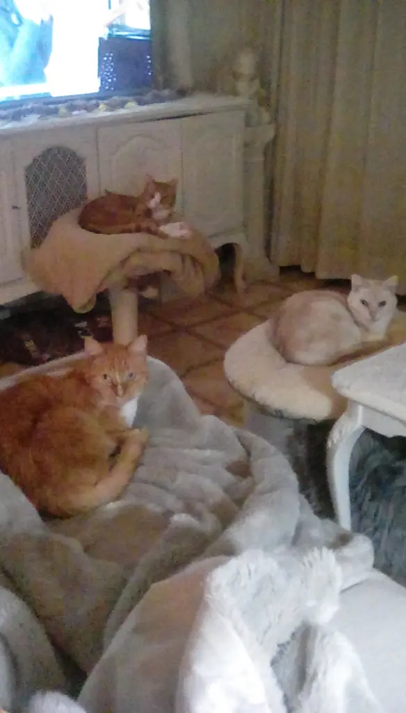 Andachtsbild von Beate mit Elvis, Baby, Presley und Priscilla im Herzen❤❤❤❤