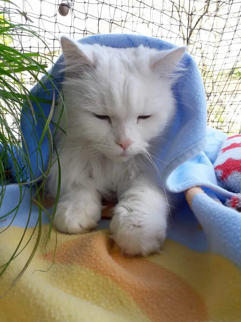 Entlassung aus der Tierklinik
