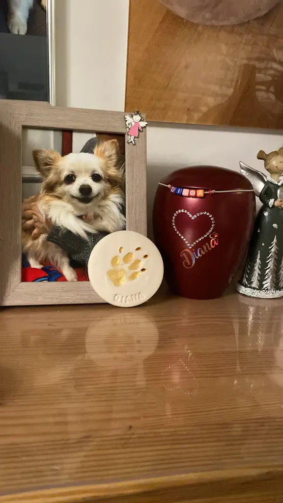 Jetzt bist du ein Stern