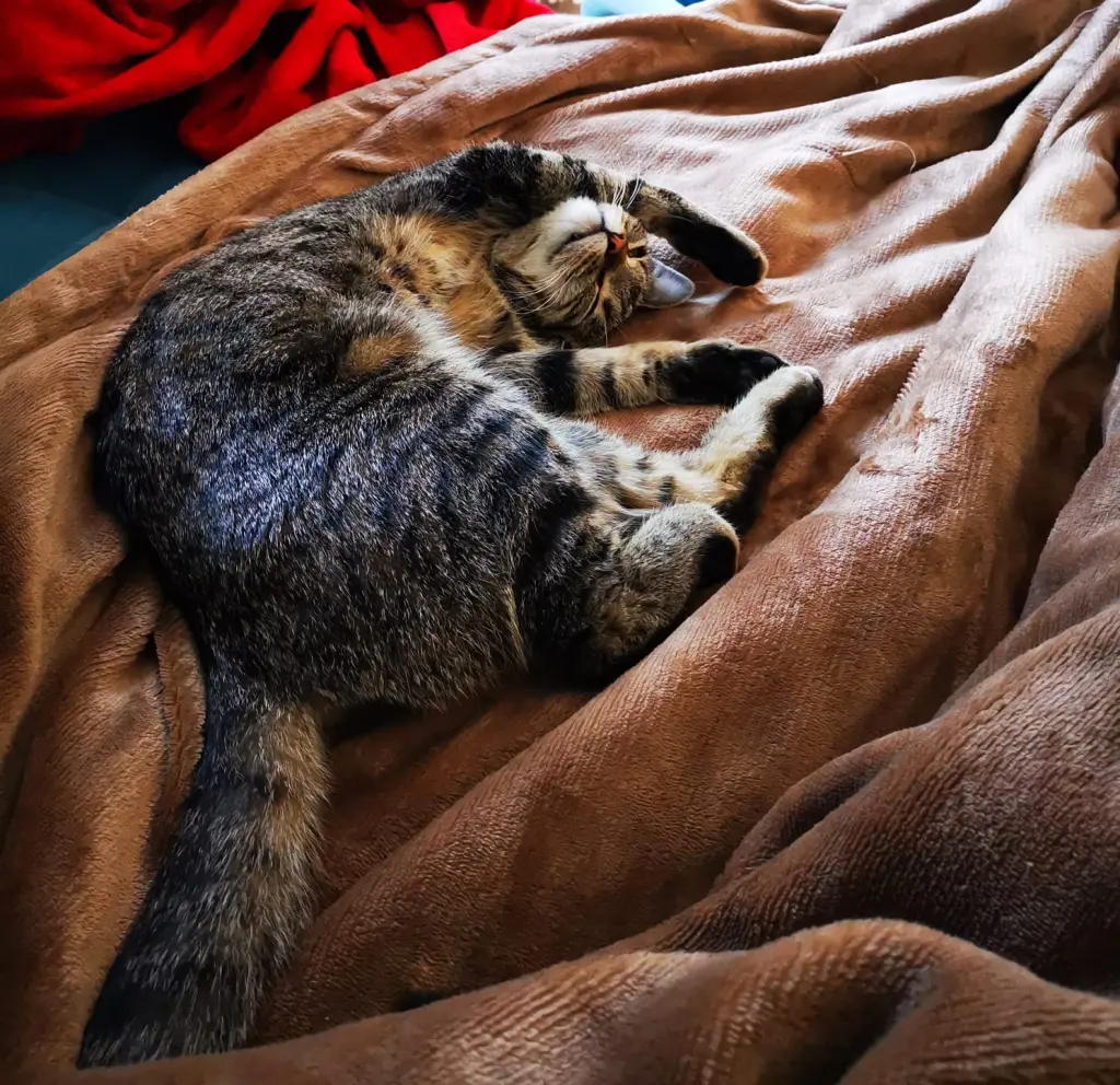 Kraulen bitteschön.