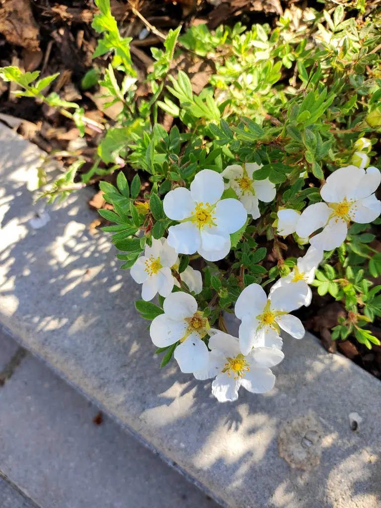 Andachtsbild von Liina