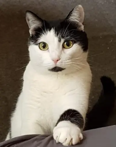Image from Katze