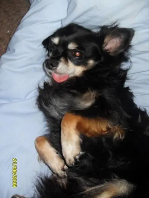 Image from Elvis