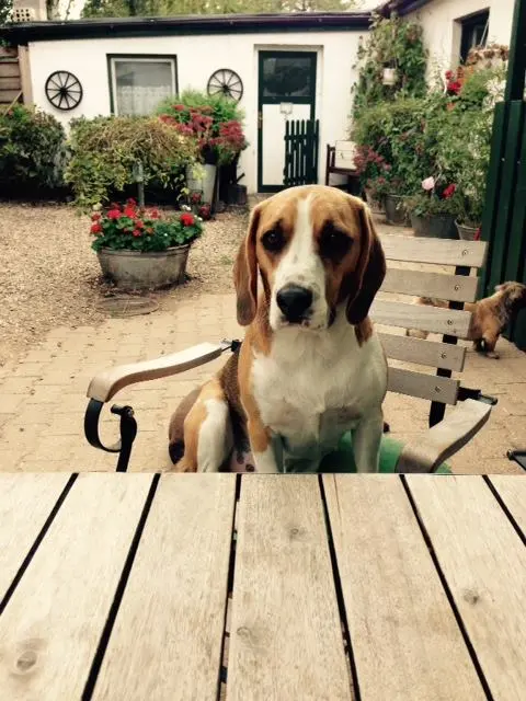 Charlie im HuKi