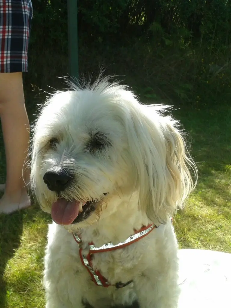 Condolence image of Jasmin mit Banyara TIEF im Herzen 