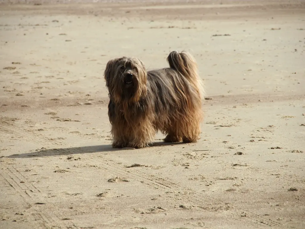 Image from Attila