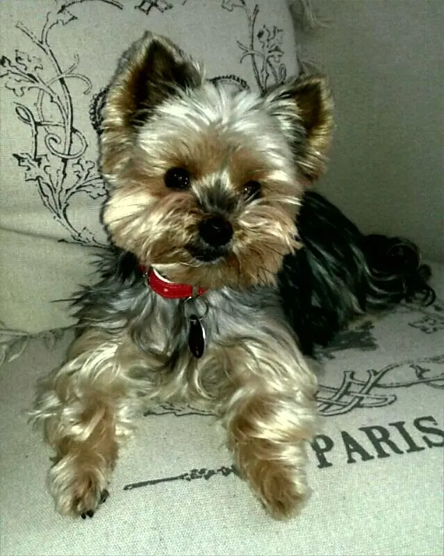Image from Viviane