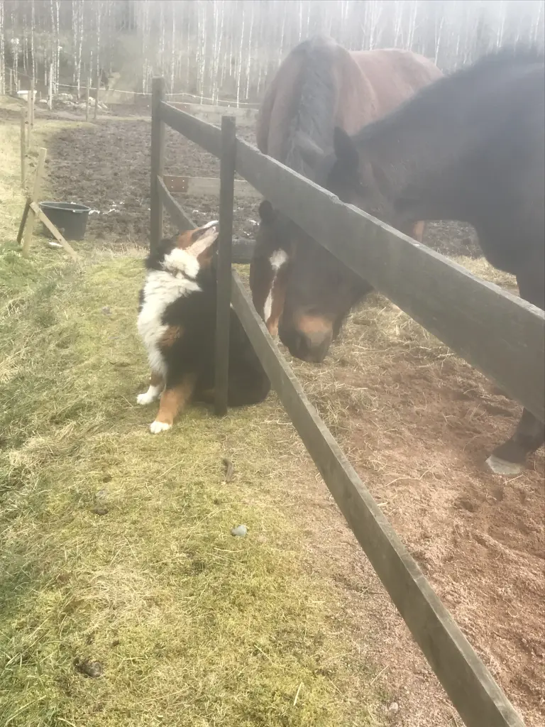 Ich liebe auch Pferde