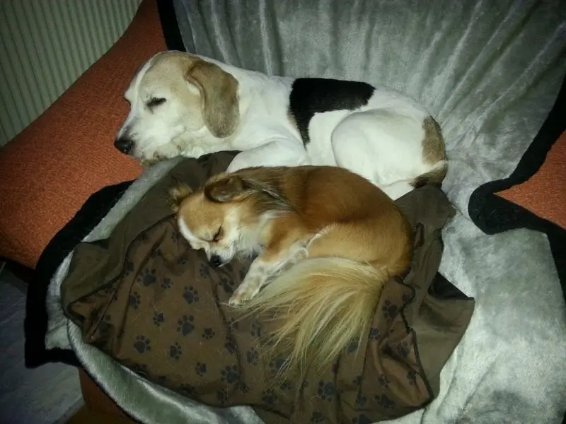 Condolence image of Luca