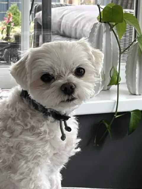 Ein süsser Hund , wir vermissen dich