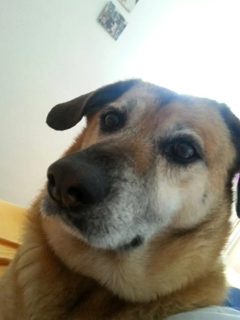Condolence image of Heike