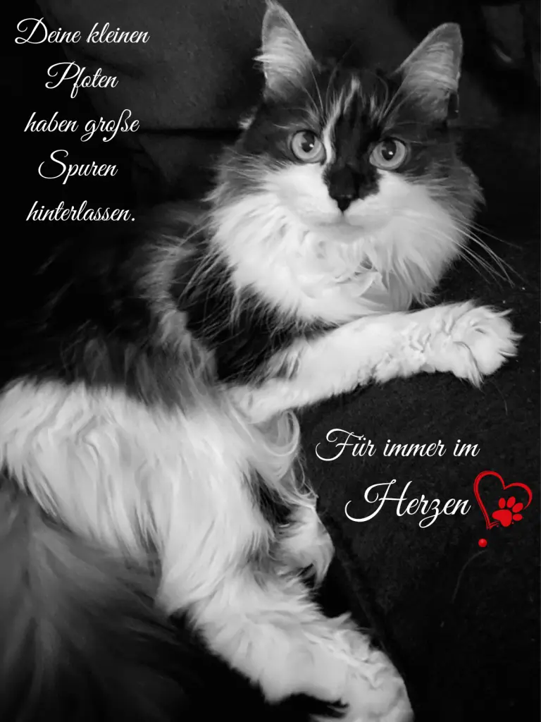 Image from Jucki