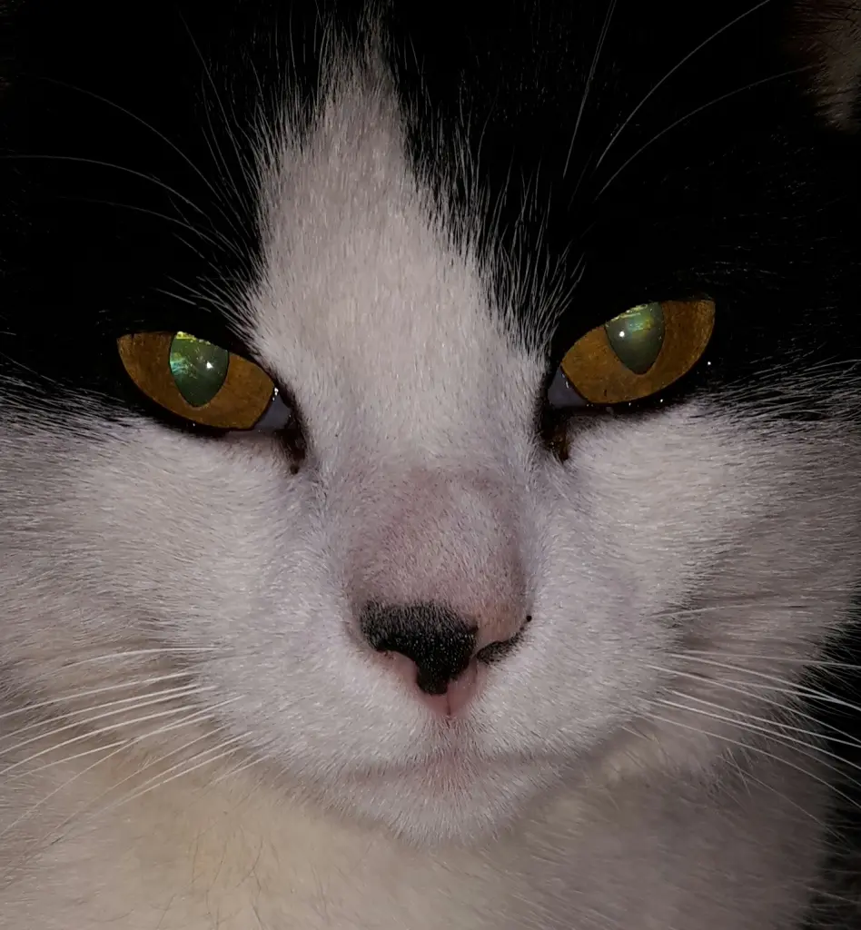 Image from Ludwig