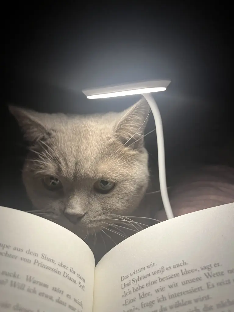 Image from Morty