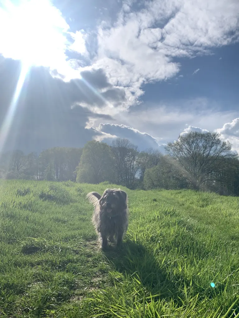 Andachtsbild von Anna Zander