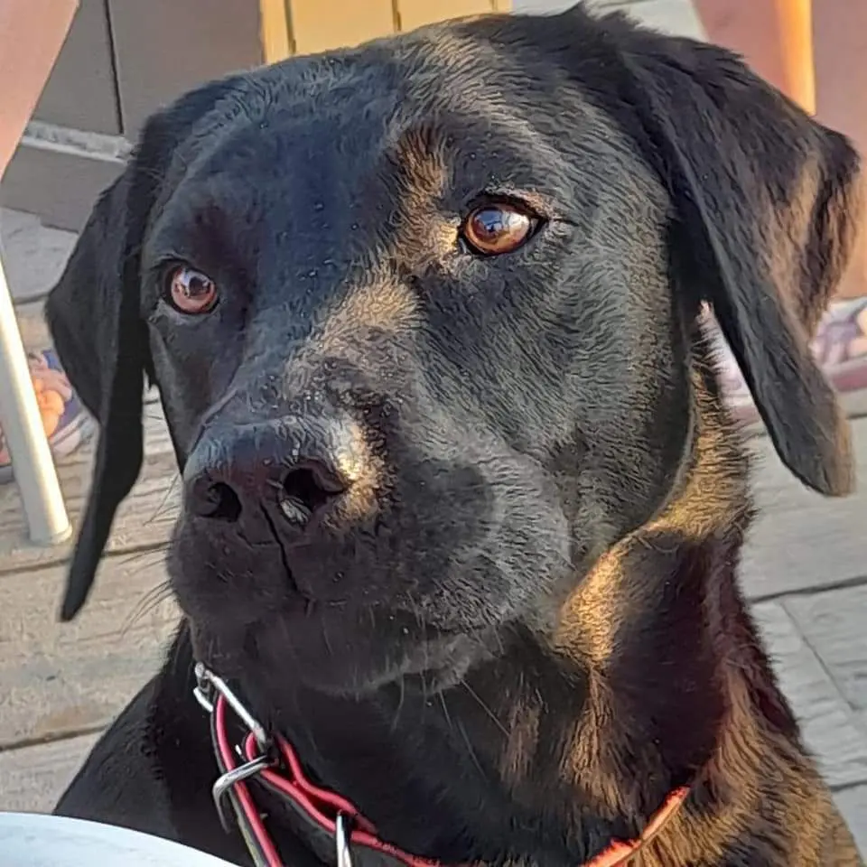 Andachtsbild von Alexandra