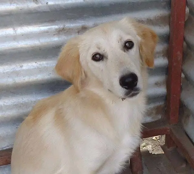 2012 in Ungarn gerettet