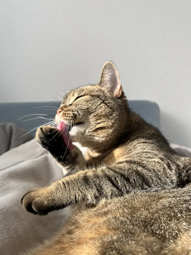 Image from Mr. Snuggles