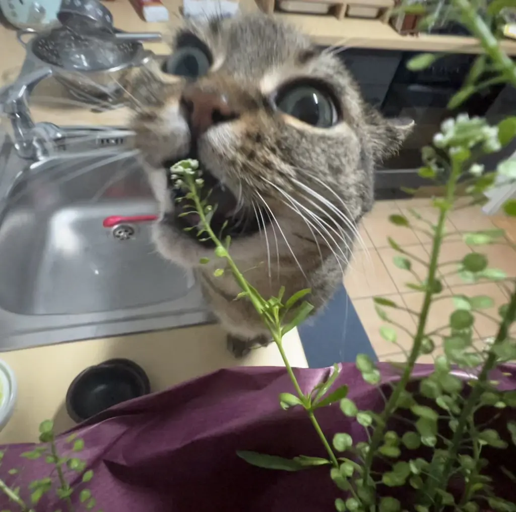 Image from Mr. Snuggles