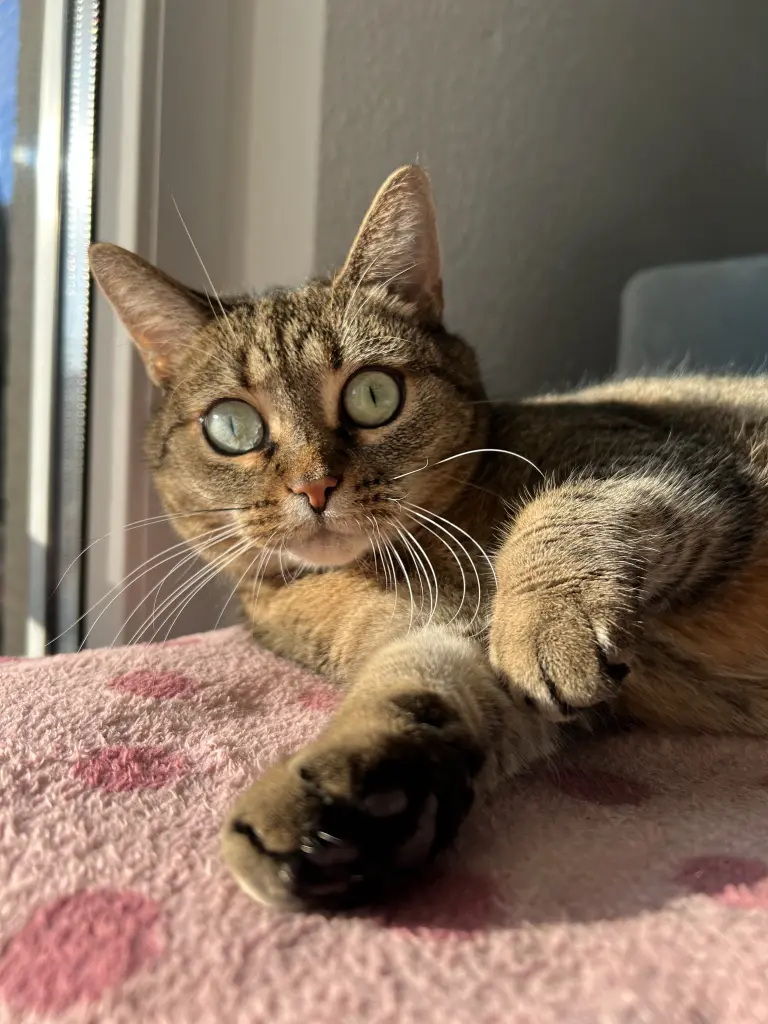 Image from Mr. Snuggles
