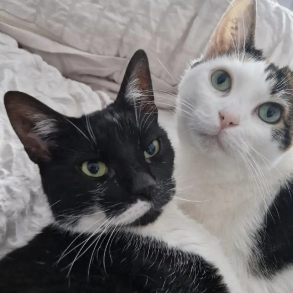 Andachtsbild von Catia Macario