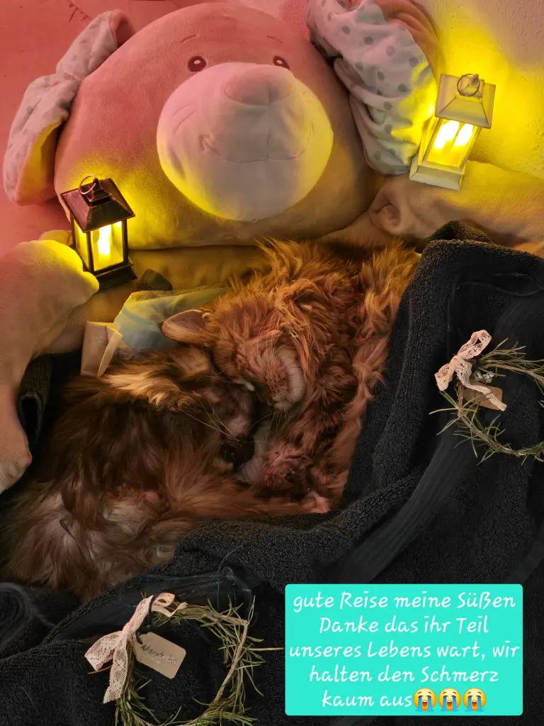 Der schlimmste Tag für uns😭