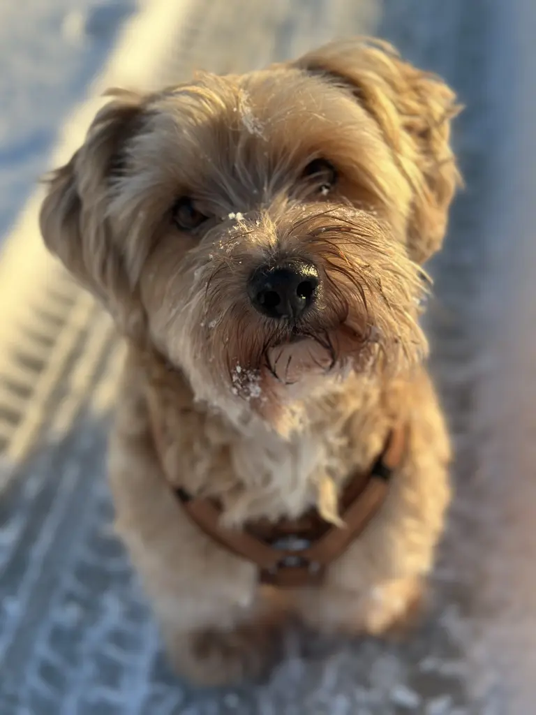 Image from Chicco „Murmel“