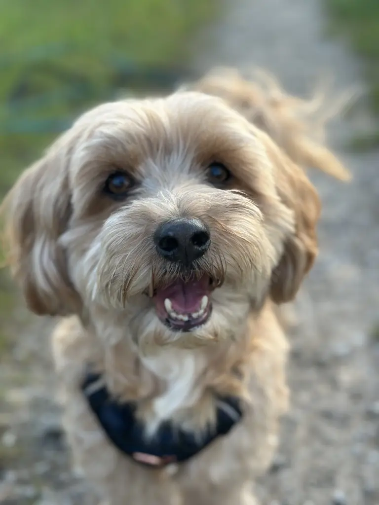 Image from Chicco „Murmel“