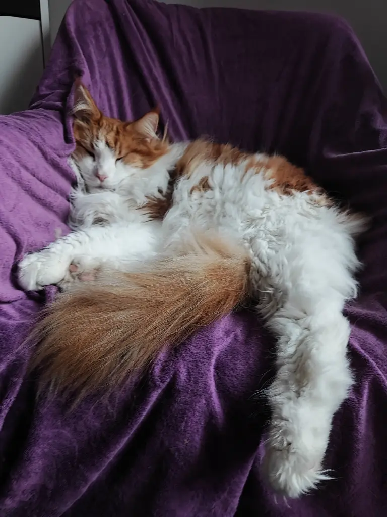 Image from Loki
