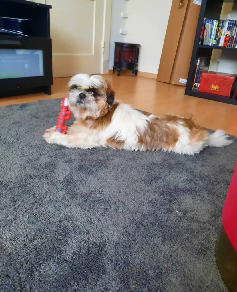 Image from Oscar