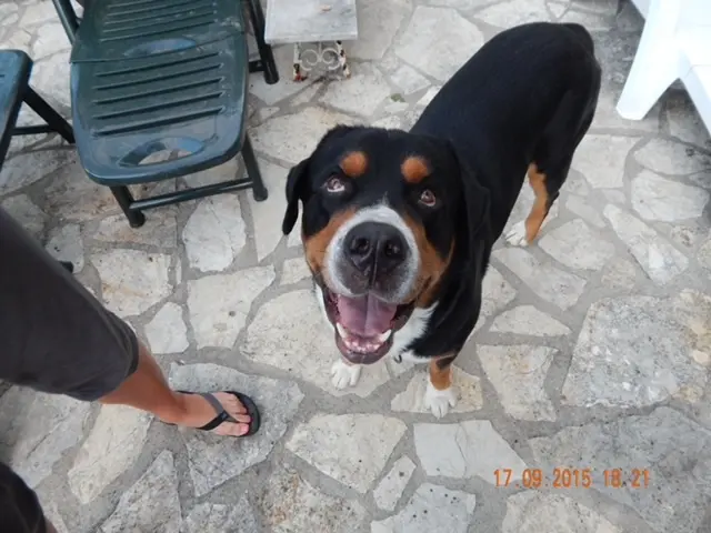 Image from Bosco