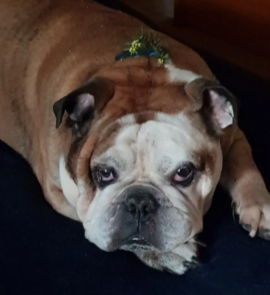 treuester Wegbereiter 🥰💘