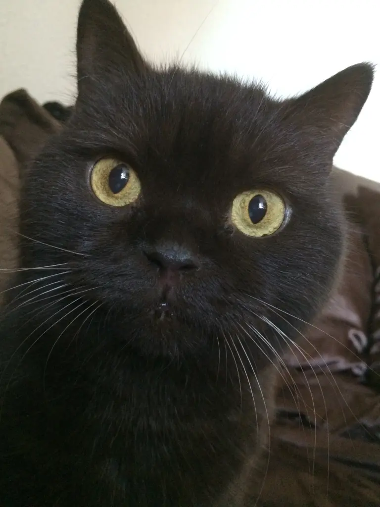 Ares in jungen Jahren