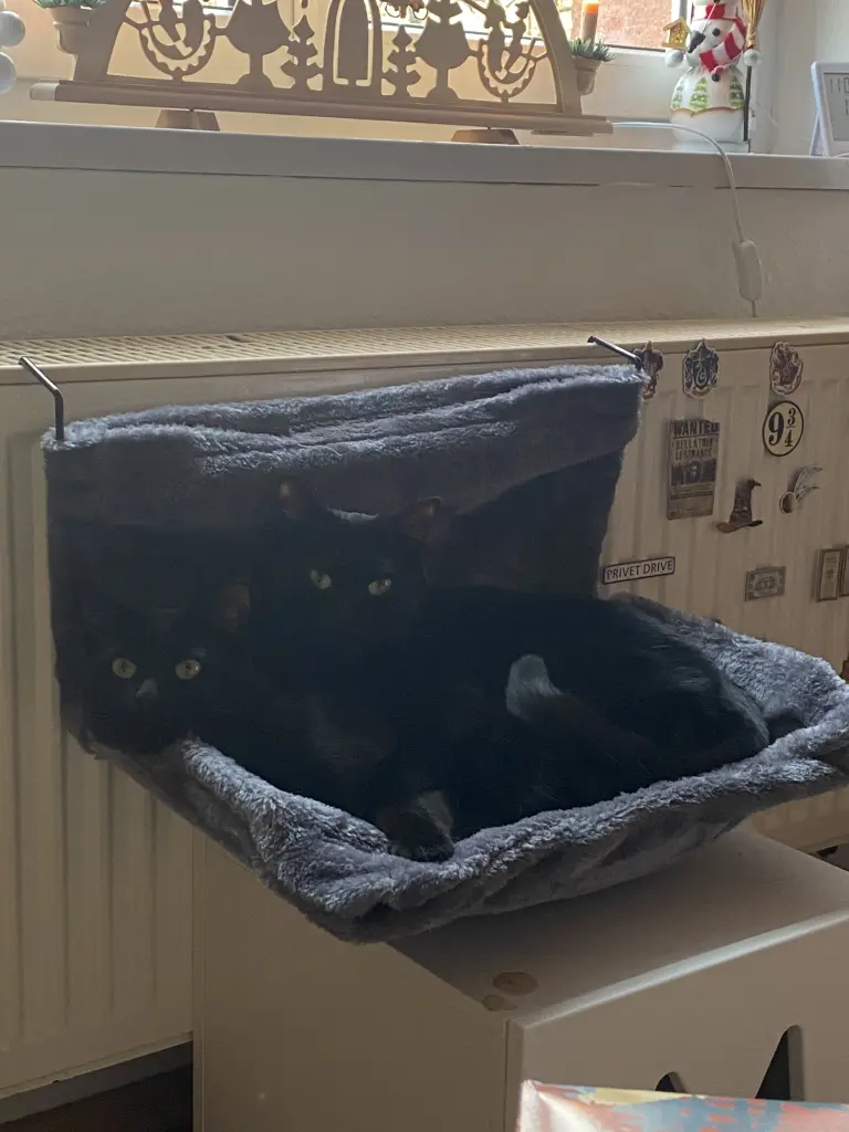 immer mit Sherli zusammen