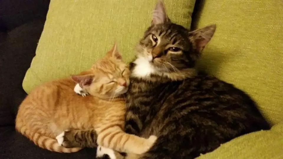 Simba und Balu ❤️