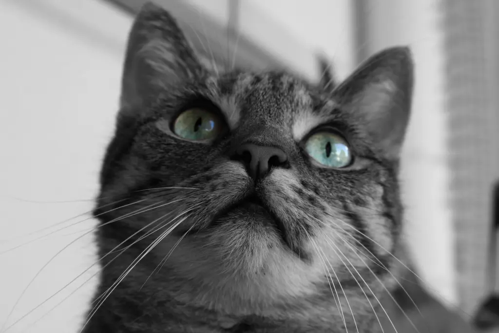 Simba
2011 -2025