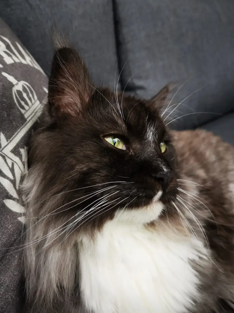 Condolence image of Rene Schmidt