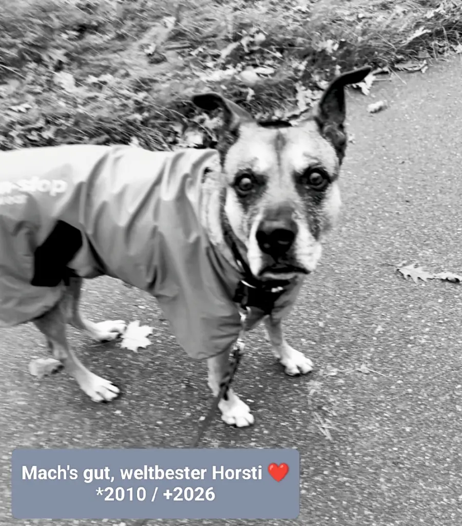 Image from Horsti