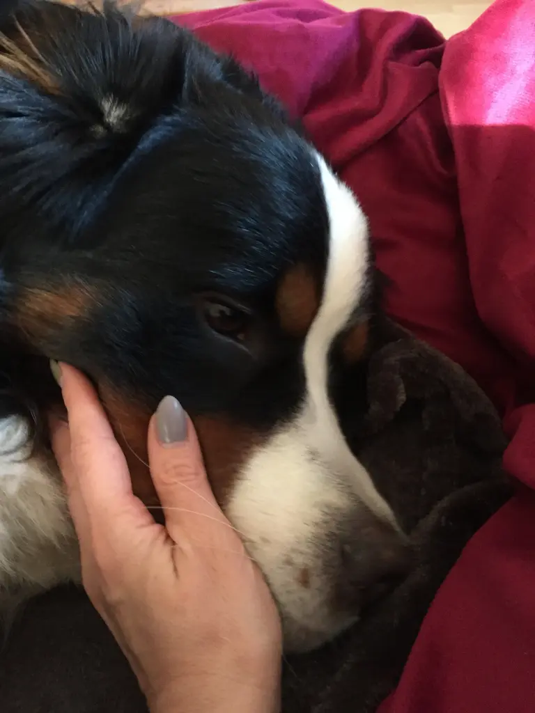 Kuscheltier!