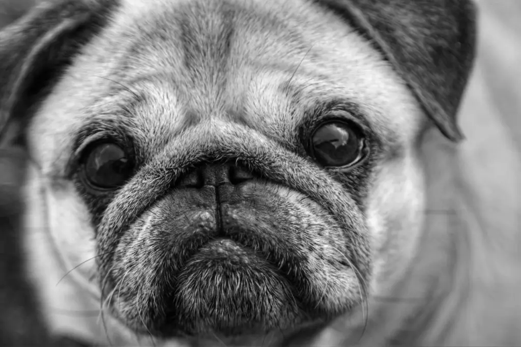 Condolence image of Frank Bückle