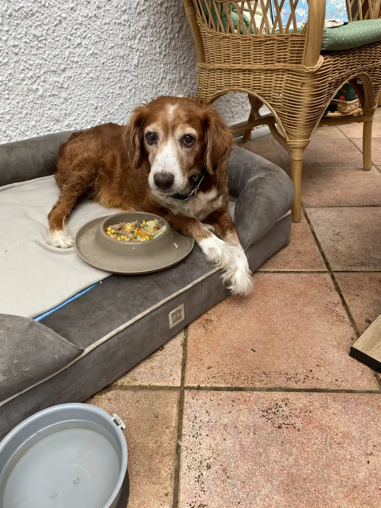 Es gibt Fressen
