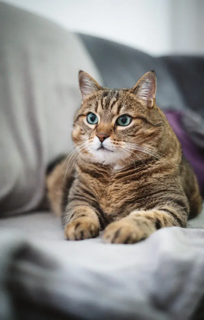 Image from Tigger